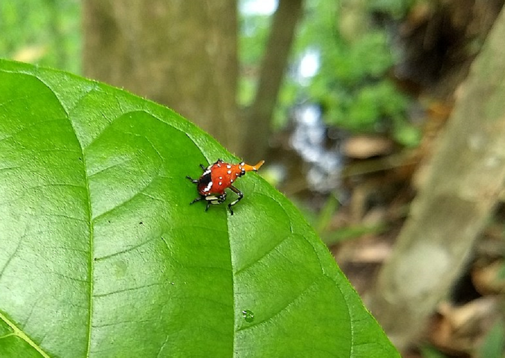 after-covid-19-the-spotted-lanternfly-could-be-public-enemy-no-1